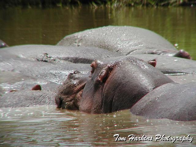 Hippo.jpg
