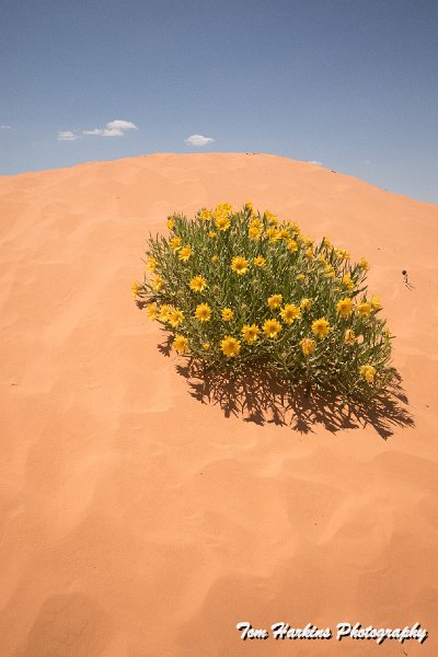 7D2_6608.jpg