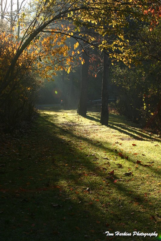 IMG_1822.JPG - Early morning light through the forest