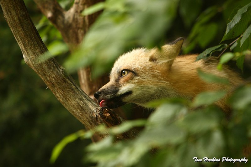 IMG_8835.JPG - I see you!!!