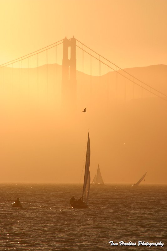 IMG_9625.JPG - A Golden Sail