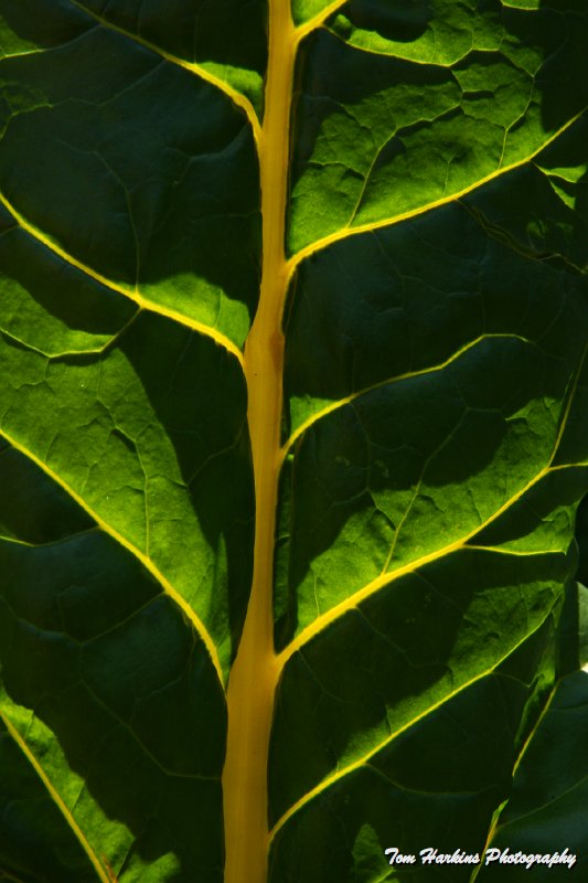 IMG_9693.JPG - Leaf