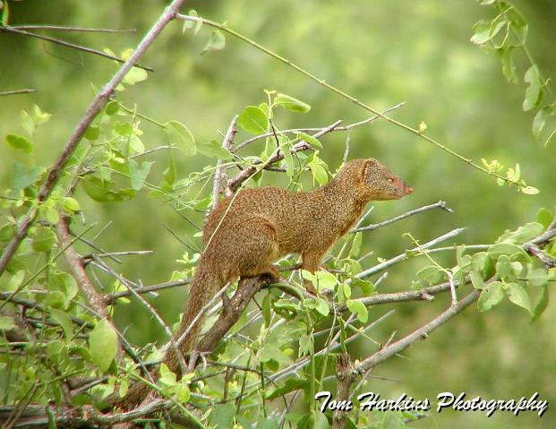 Mongoose.jpg