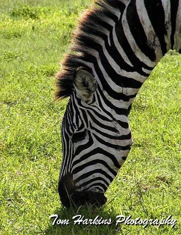 Stripes.jpg