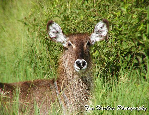 Waterbuck.jpg