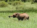 Dumbo