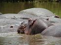 Hippo