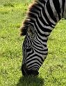 Stripes
