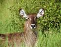 Waterbuck